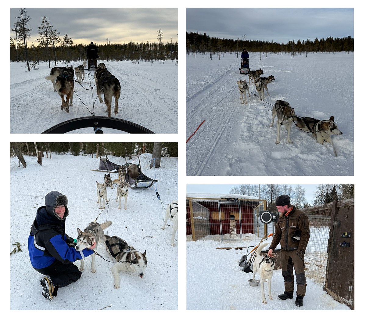 Husky dog sledding team of six eager Siberian huskies in the snow