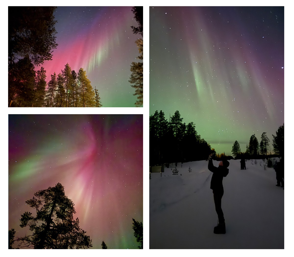 Vibrant pink, purple, and green Northern Lights dancing over Finnish Lapland