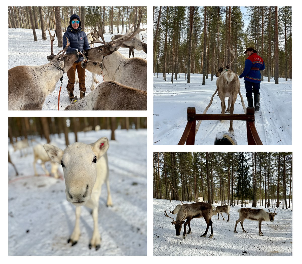 Reindeer sleigh ride through snow-covered Lapland forest
