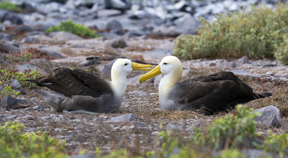 Scenic volcanic landscape and archipelago vistas on a Galapagos expedition