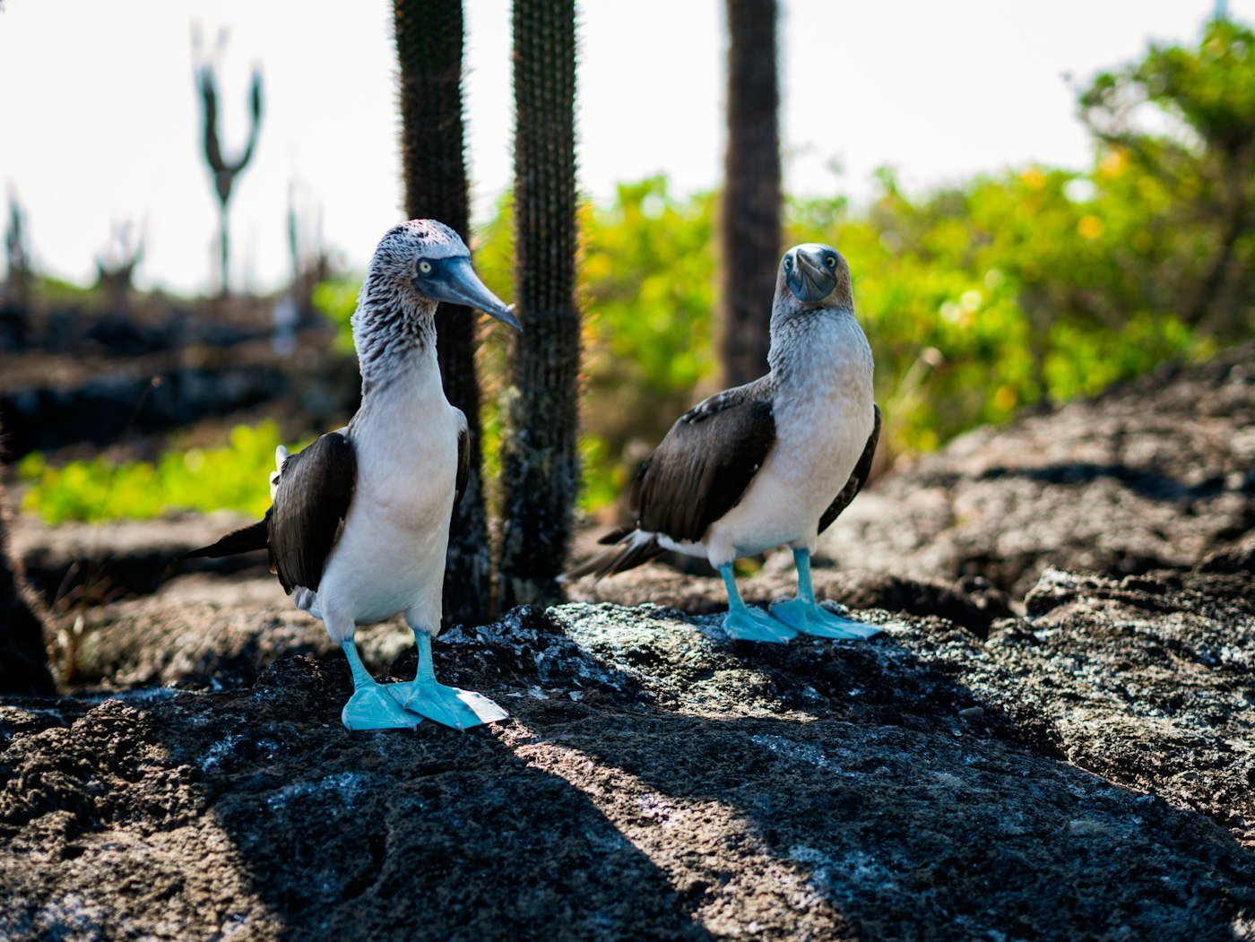 Blue-Footed Boobies on Isla Isabela Galapagos