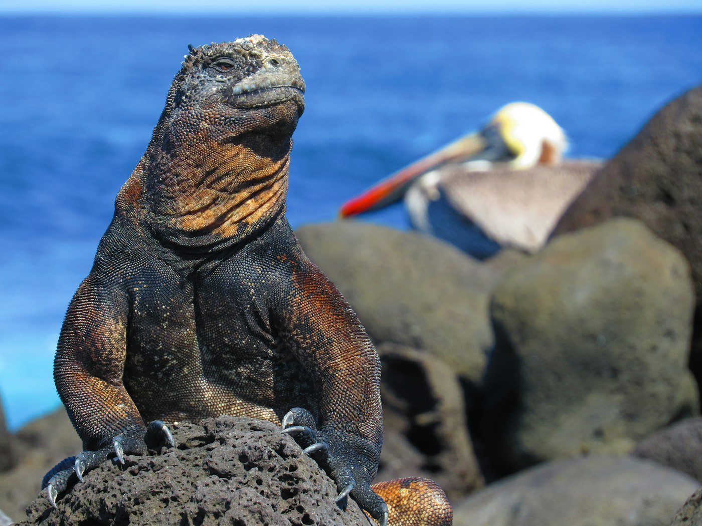 Galapagos Marine Iguana on Black Lava Rocks