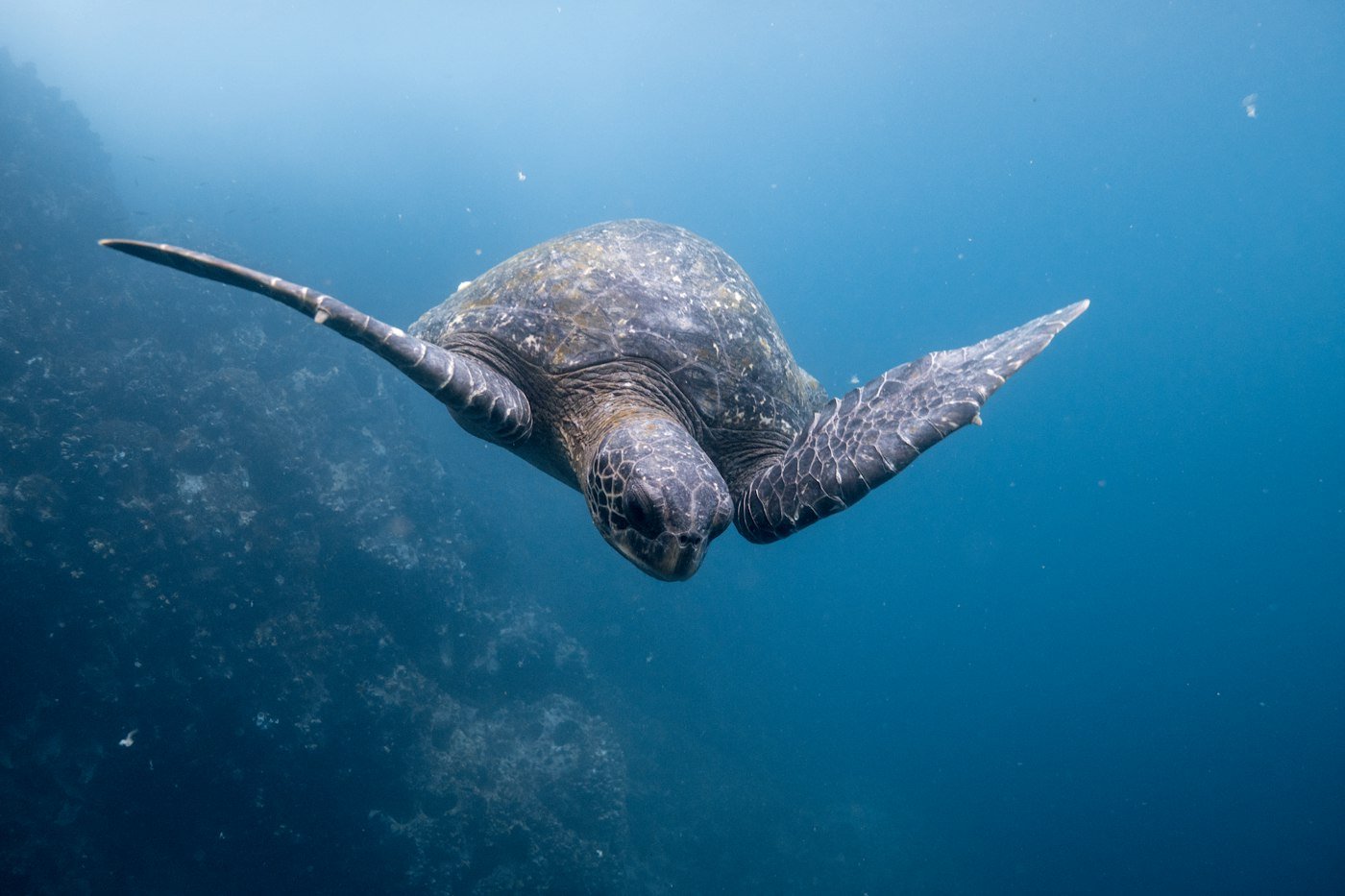 Deep water snorkeling with sea turtle in Galapagos waters