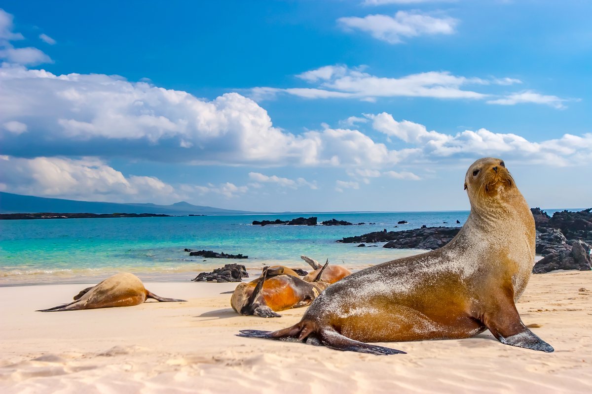 Galapagos sea lions basking lazily along the sandy volcanic shoreline