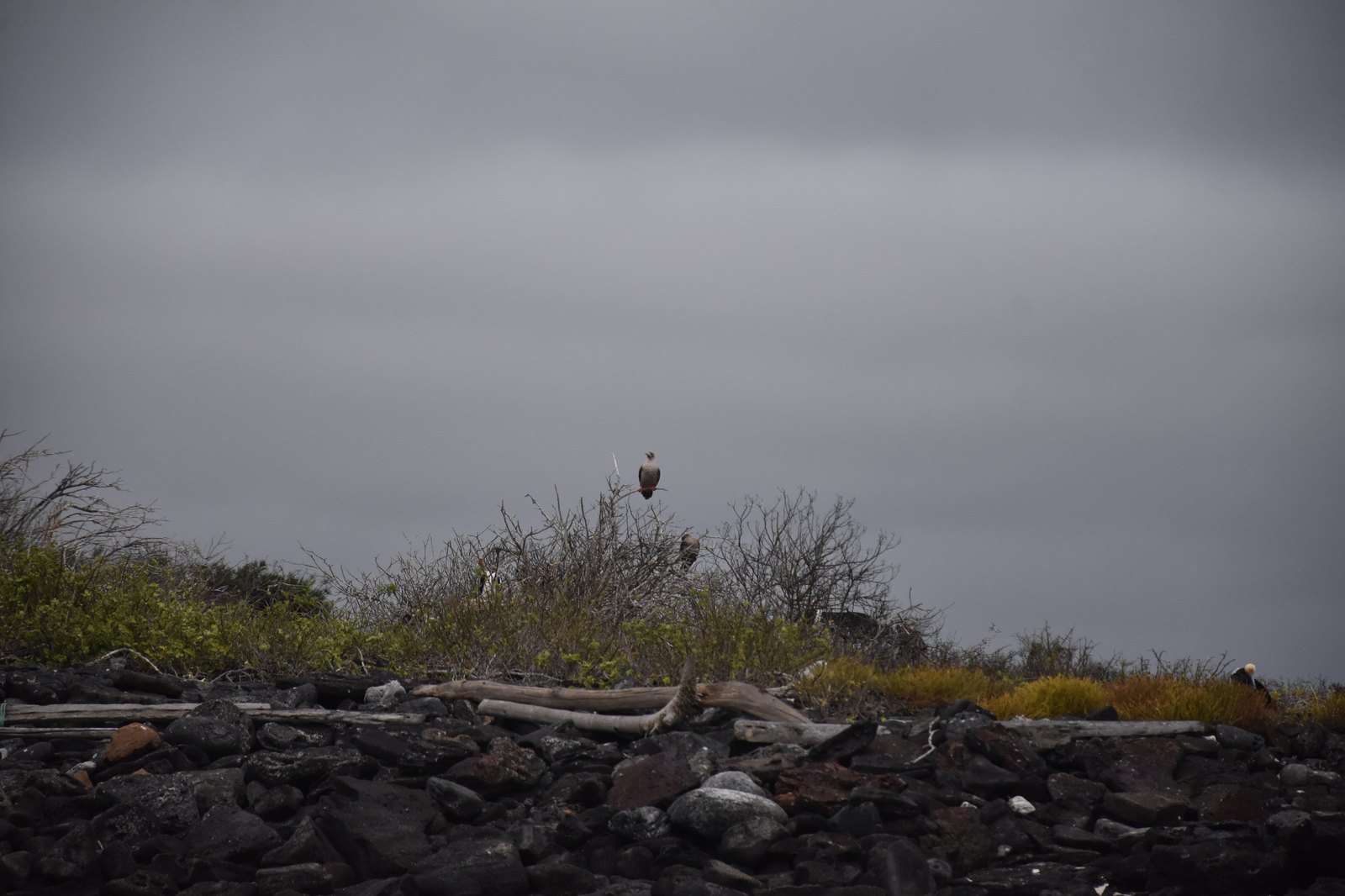 Zodiac cruising along dramatic volcanic cliff coastline in the Galapagos
