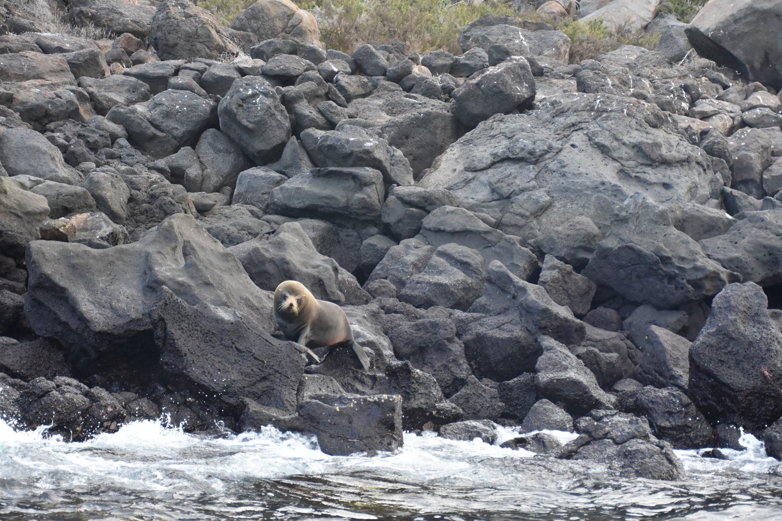 Santa Cruz II expedition vessel resting at anchor in the Galapagos