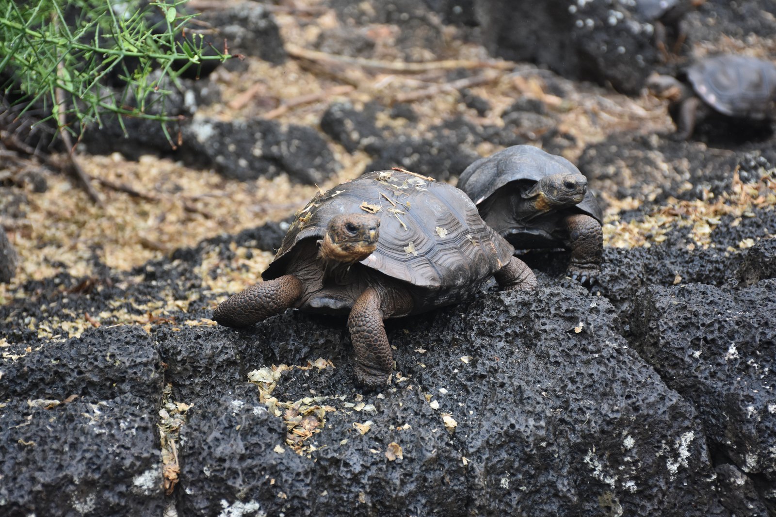 Colony of marine iguanas sunning themselves on coastal Galapagos rocks