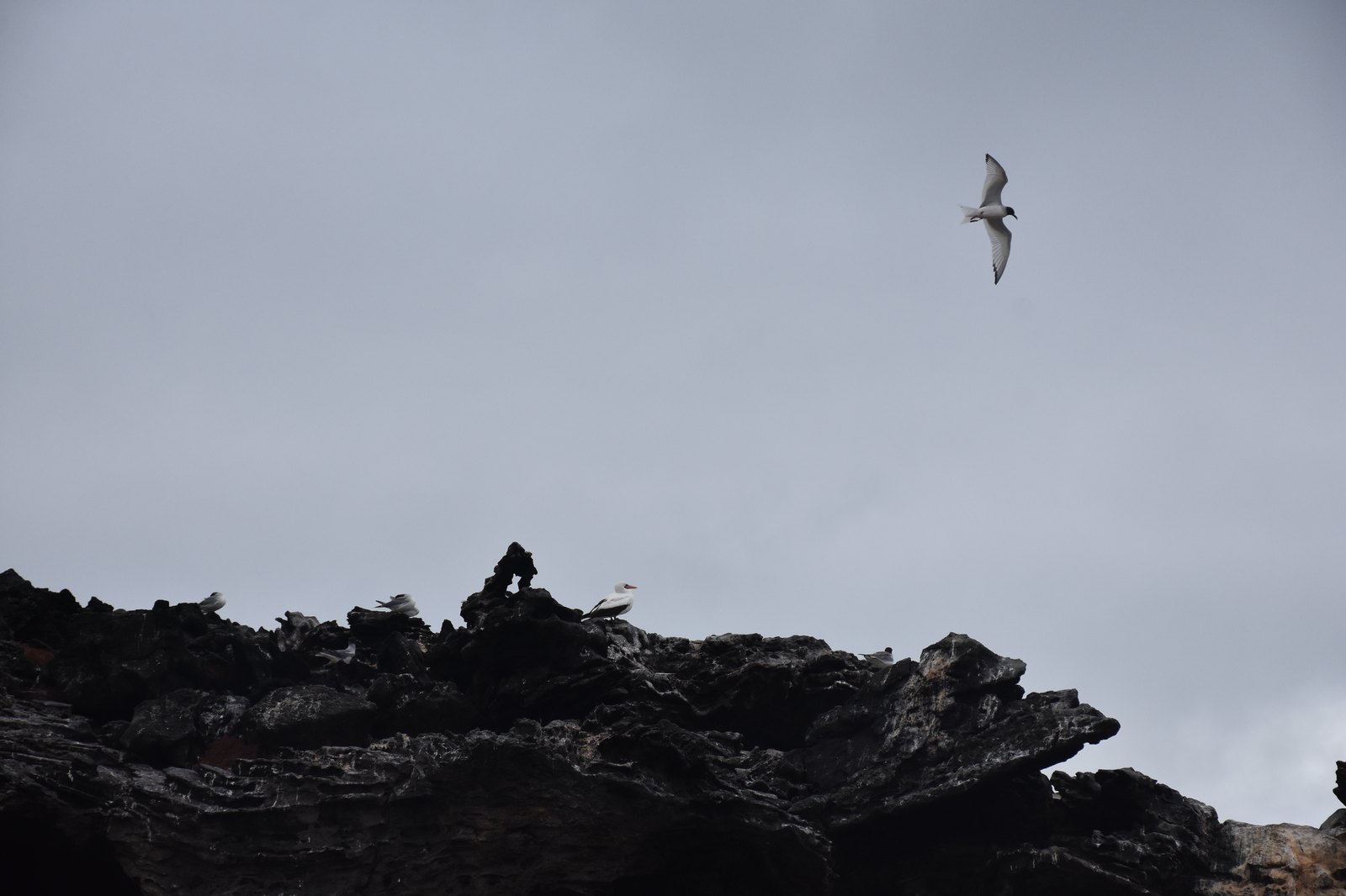 Playful sea lion resting on black lava rocks in the Galapagos