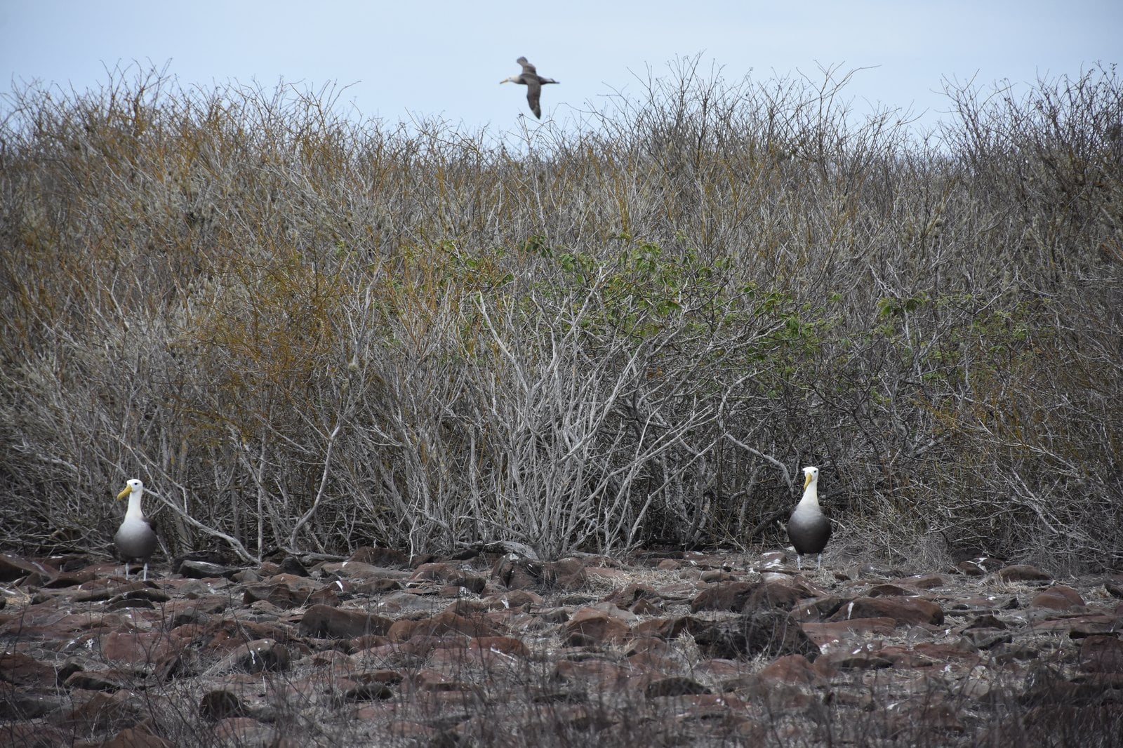 Rare Red-Footed Booby perched in mangrove branches Galapagos