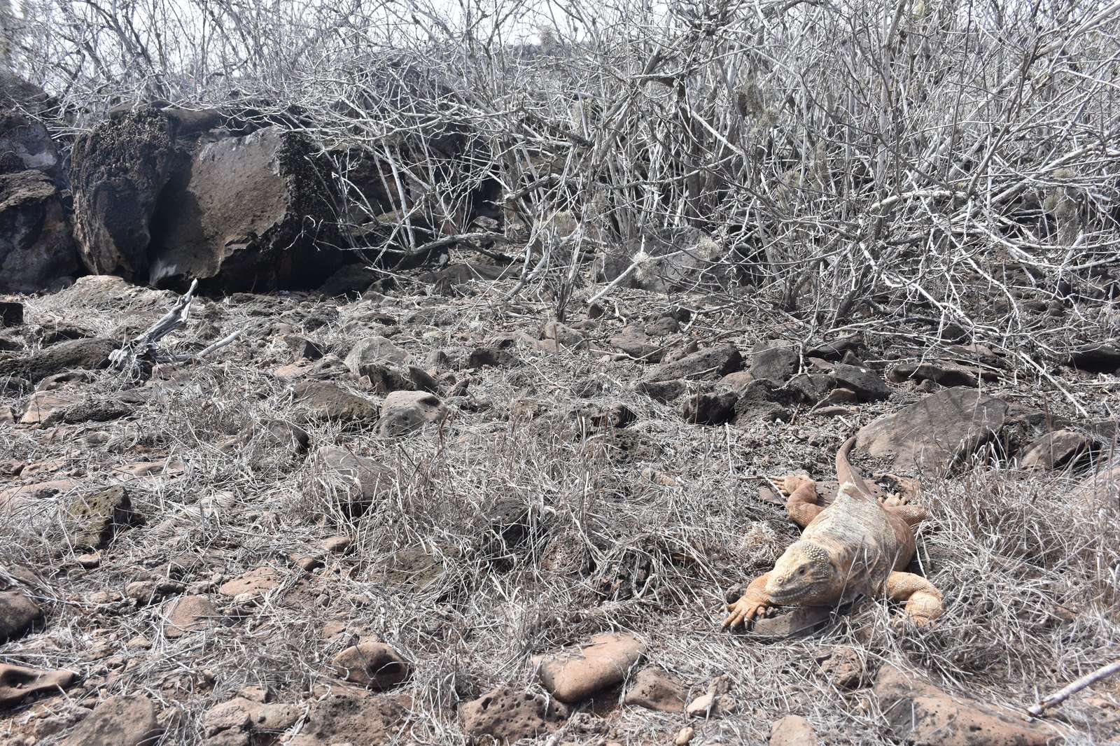 Endemic Santa Fe Land Iguana resting under prickly pear cactus