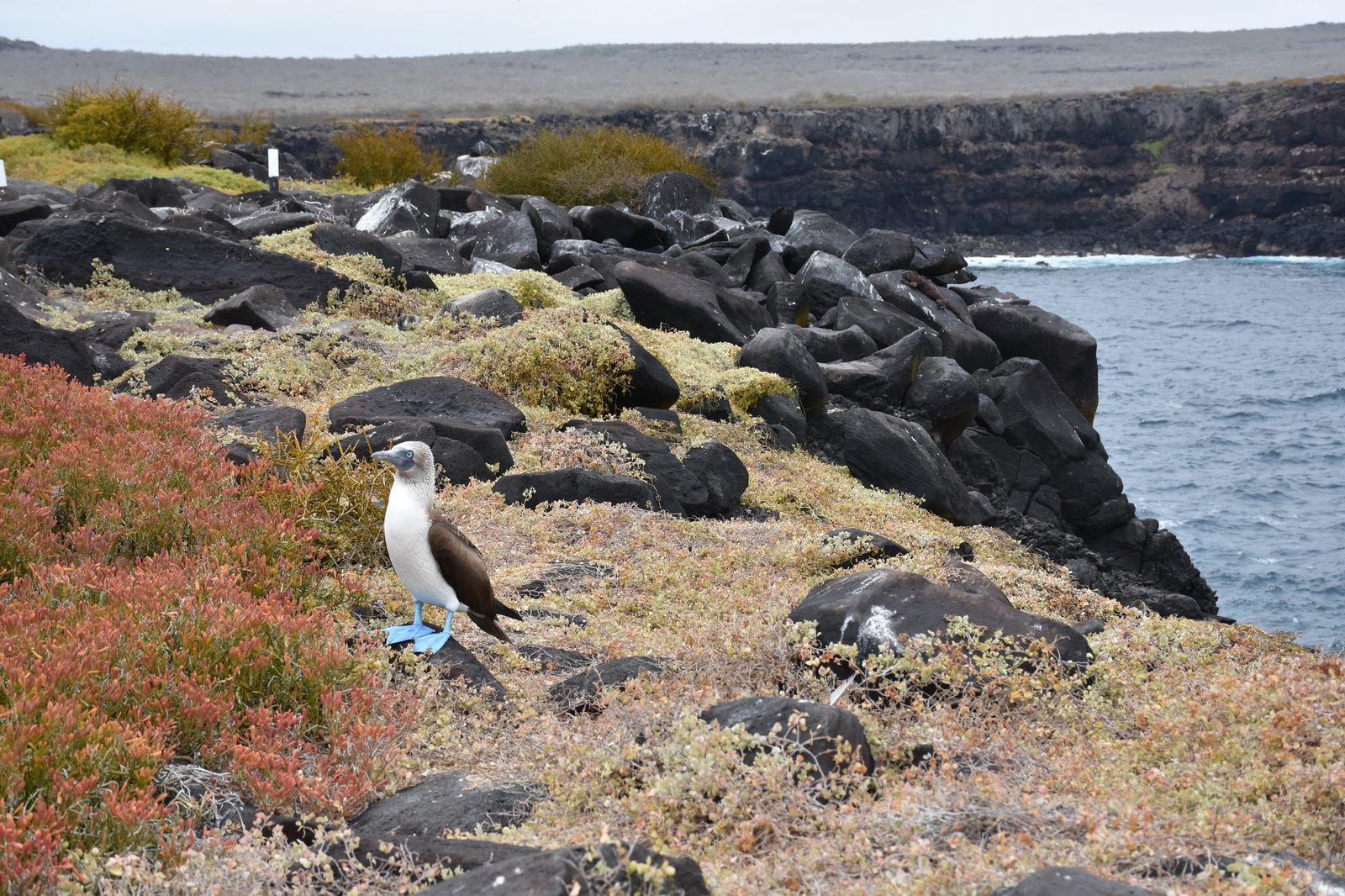Snorkeling with playful Galapagos sea lions in crystalline waters