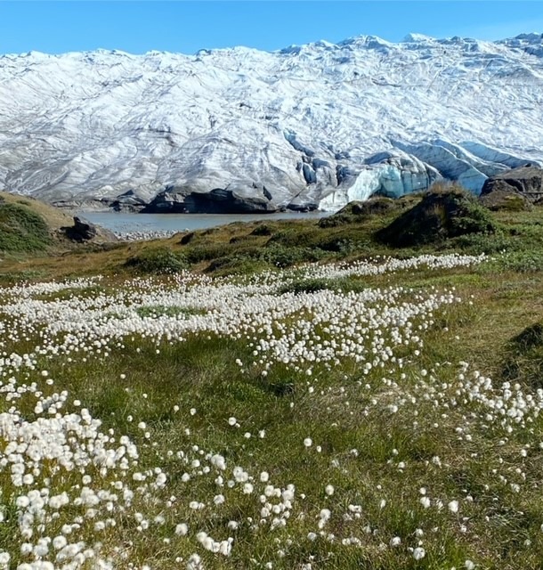 Arctic wildflowers blooming with iceberg view in Greenland