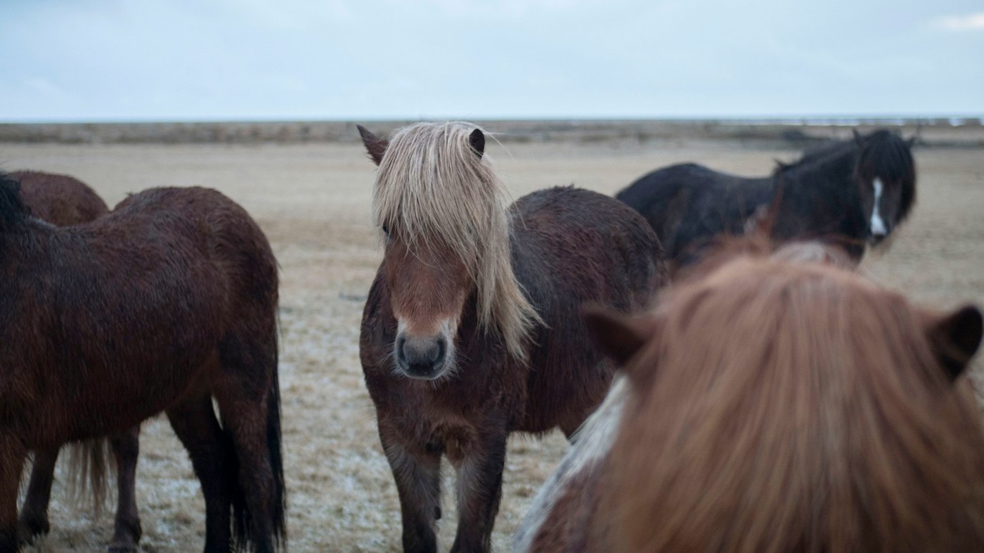 Purebred Icelandic horses in lush green pastures along the South Coast near Skalakot Manor Hotel