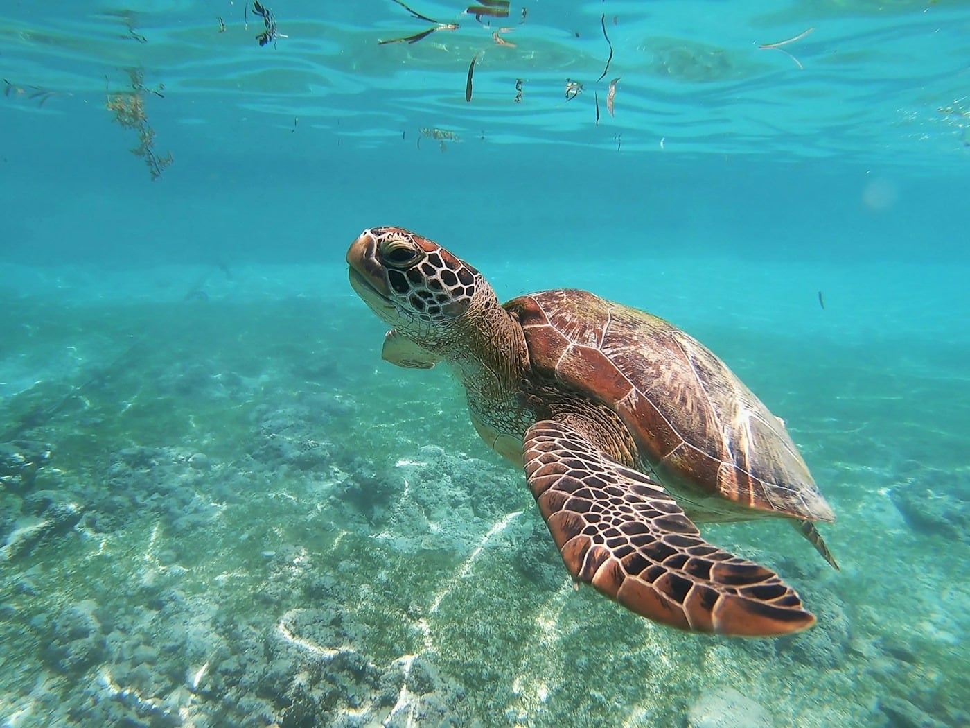 Green sea turtle gliding effortlessly over pristine hard corals in Raja Ampat