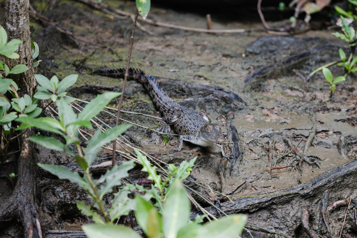 Massive saltwater crocodile basking on a river mudflat in the Kimberley