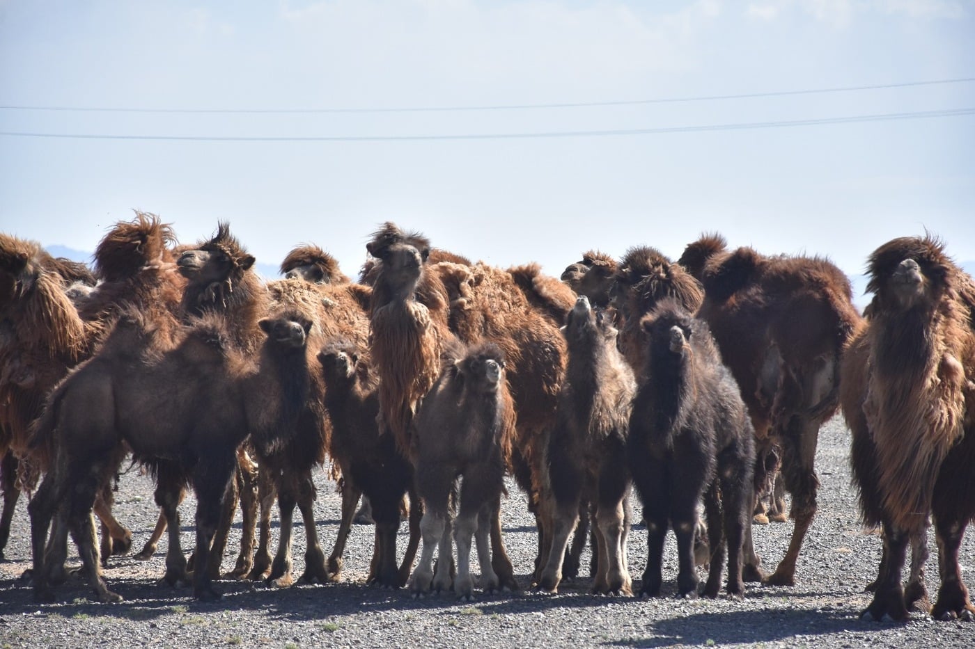 Herds of two-humped Bactrian camels roaming freely across the Gobi Desert