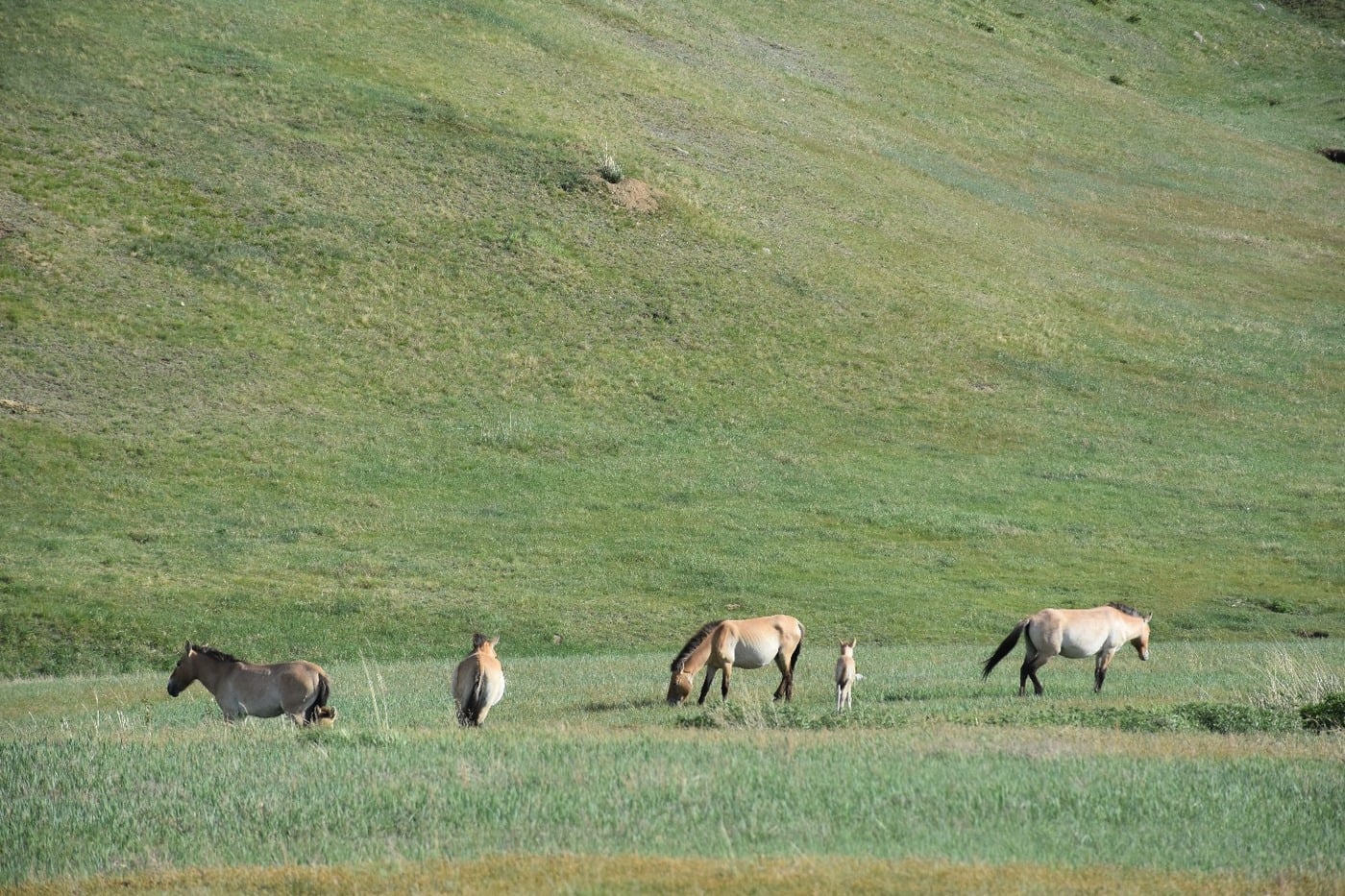Takhi wild horses grazing peacefully in Hustai National Park