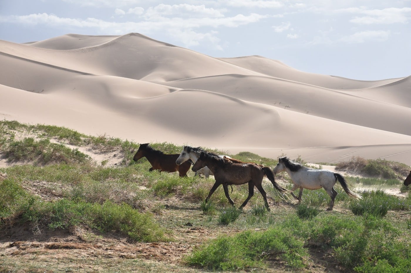 Herd of horses grazing beside a green spring oasis at the base of the singing dunes