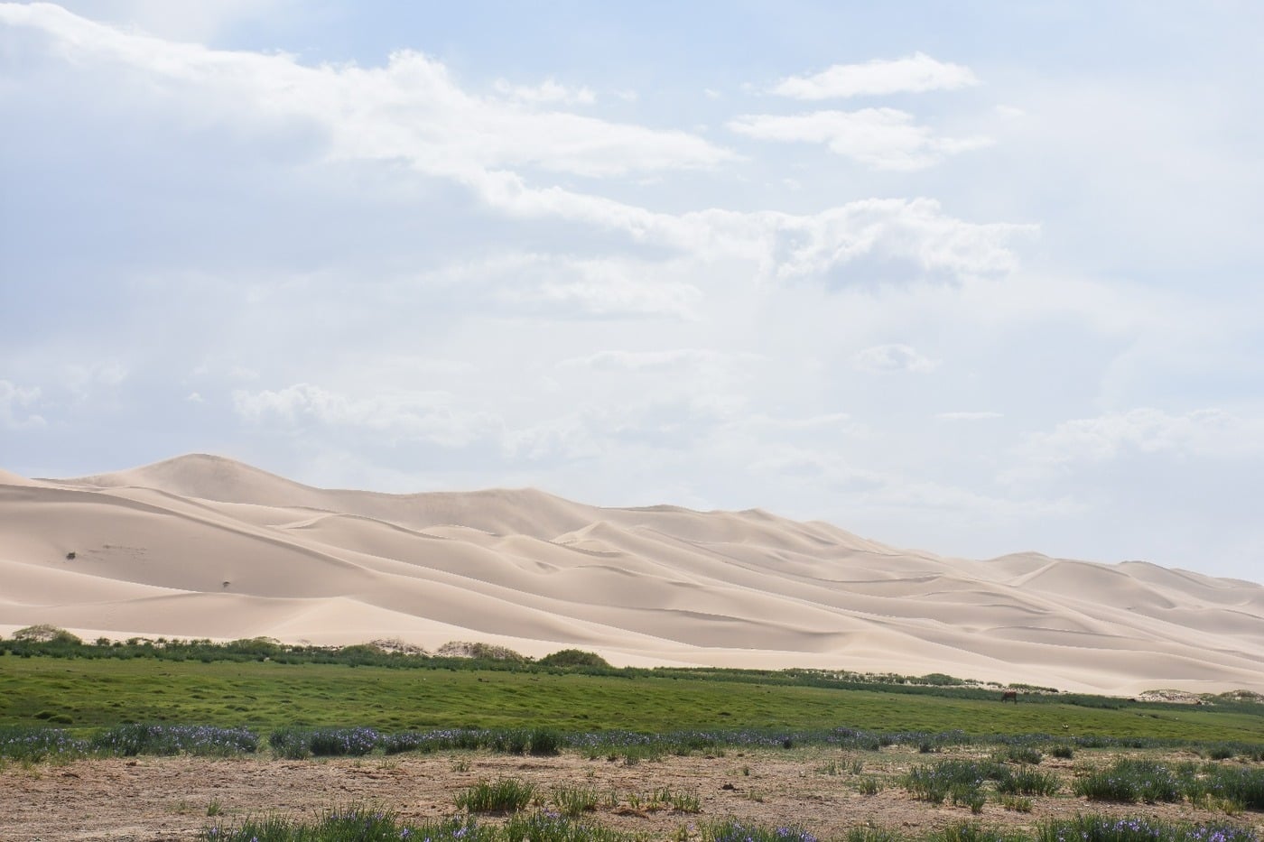 Towering golden sand dunes of Khongoryn Els under a bright blue sky