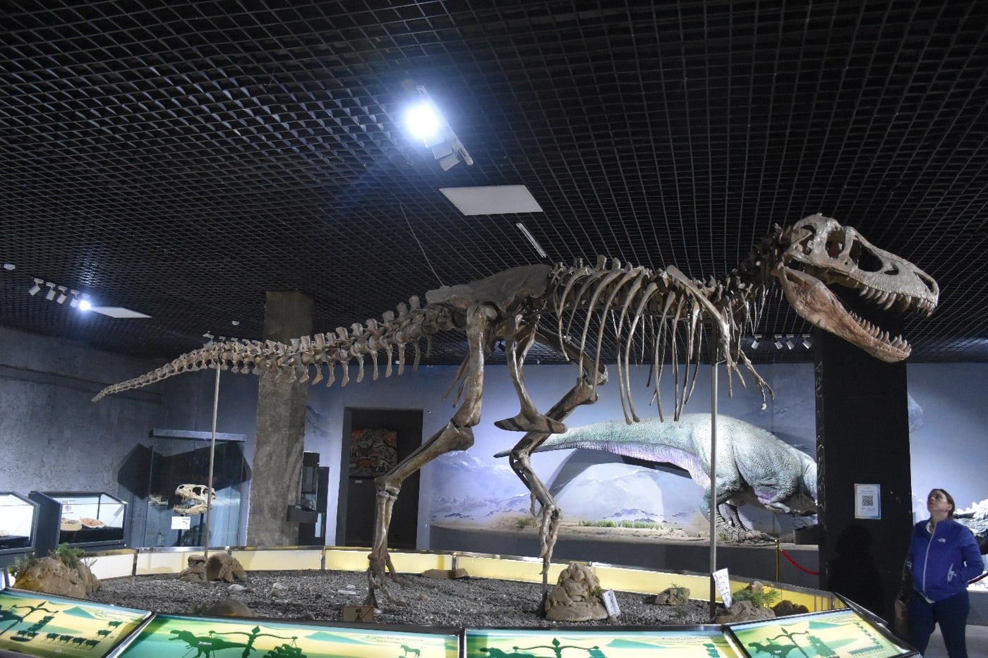 Complete fossil skeleton of Tarbosaurus bataar on display at the Natural History Museum of Mongolia