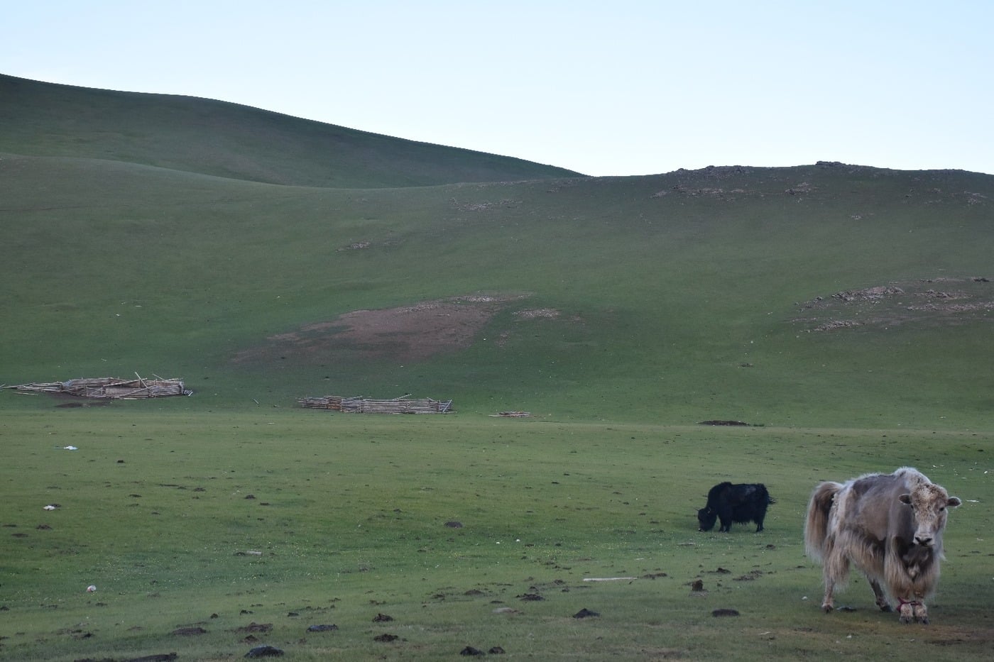Sturdy Mongolian domesticated yak grazing in the pasture of the Orkhon Valley