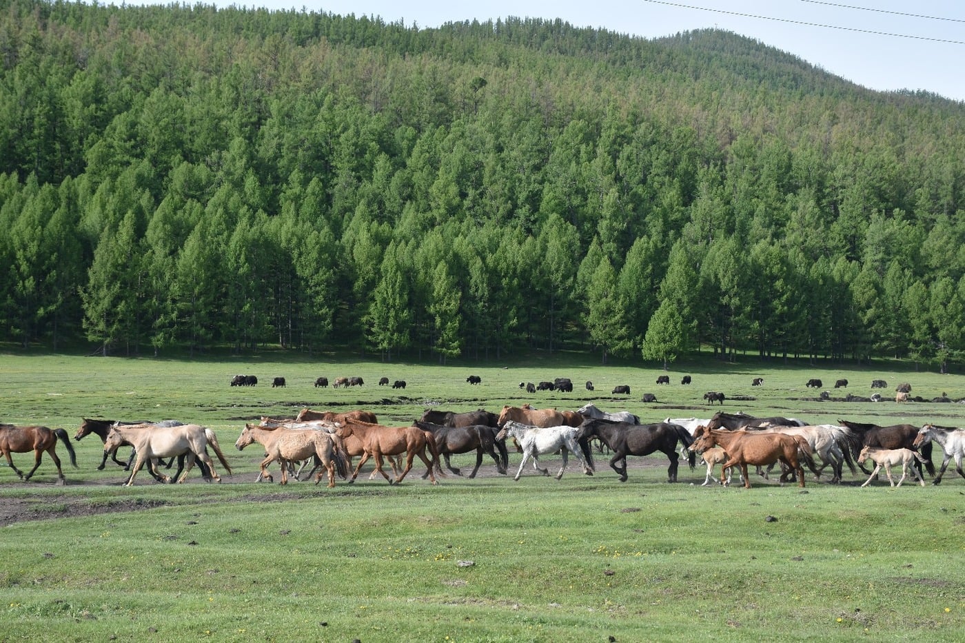 Free-roaming horses grazing on verdant hillsides above Tsenkher