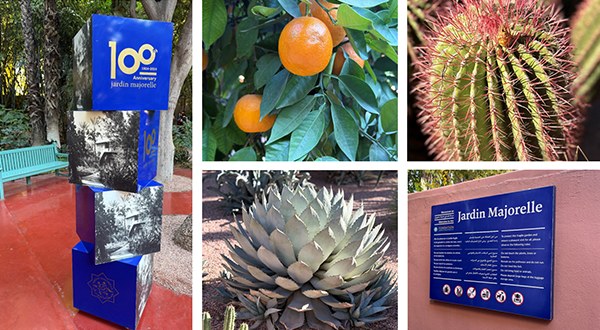 Majorelle Garden cacti and cobalt blue architecture