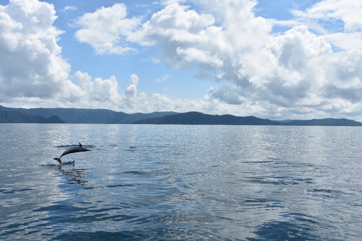 Playful spotted dolphins leaping in Costa Rica waters
