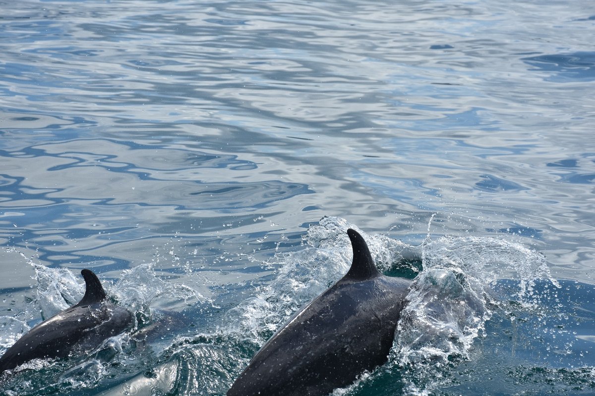 Spotted dolphin pod in Golfo Dulce Costa Rica