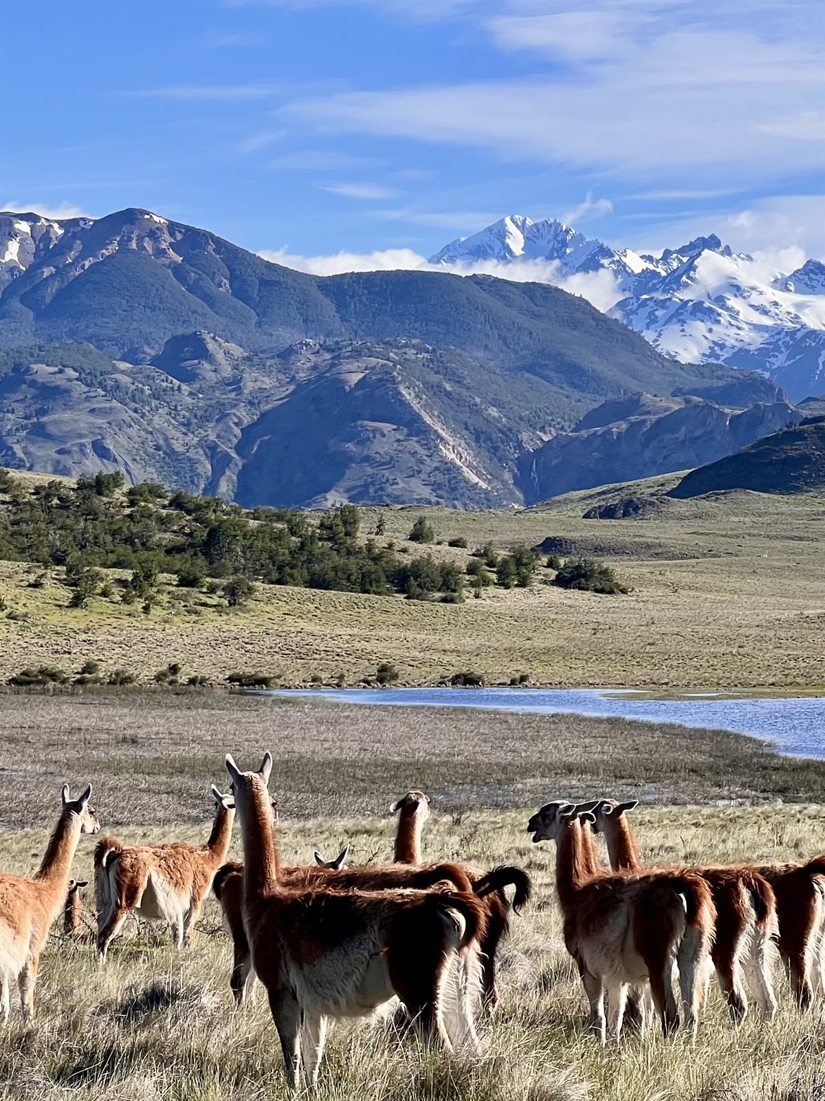Wild Guanacos grazing by a lake with snow-capped Andean peaks in Patagonia National Park