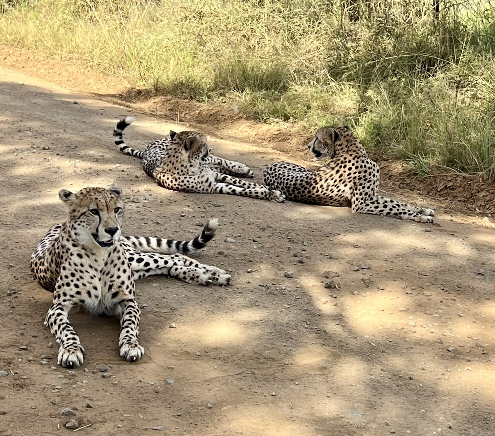 Three cheetahs lounging across a dirt road at andBeyond Phinda Private Game Reserve