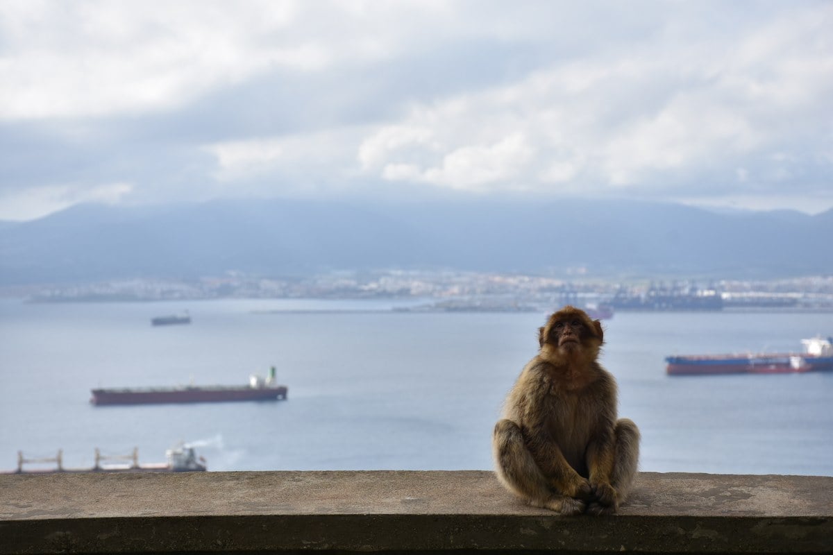 Barbary macaque sitting on ledge overlooking the Bay of Gibraltar
