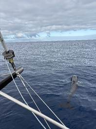 Pilot whales surfacing beside a private charter boat off the coast of Tenerife