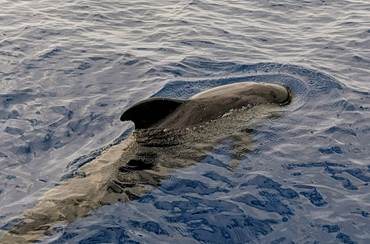Snorkeling in the crystal-clear Atlantic waters along Tenerife's volcanic coastline