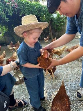 Toddler holding farm chicken and collecting morning eggs