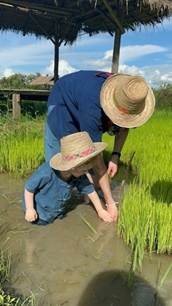 Planting green rice seedlings in muddy paddy