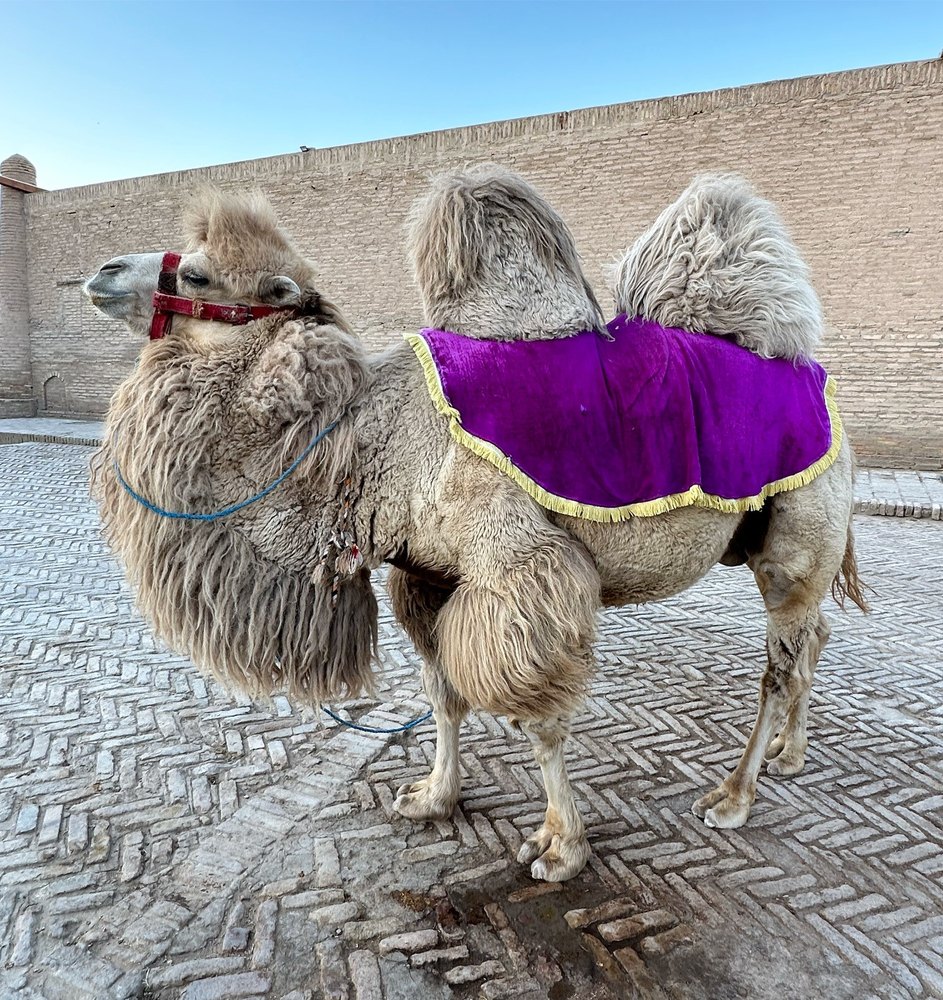 Misha the two-humped Bactrian camel in Khiva Uzbekistan