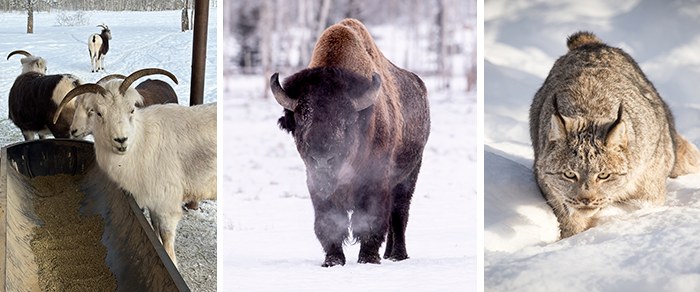 Mountain goats, steaming wood bison, and Canada lynx in the snow at Yukon Wildlife Preserve