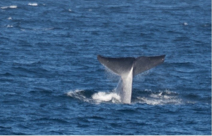 Massive whale fluke raised out of the water before a deep dive