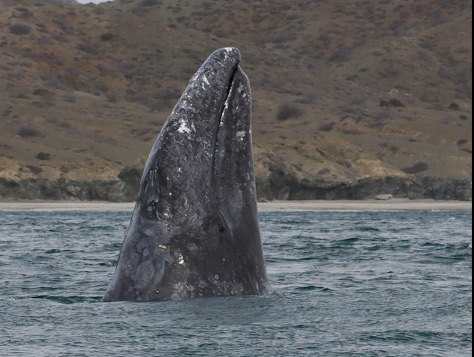 Gray whale spyhopping in Magdalena Bay Baja California