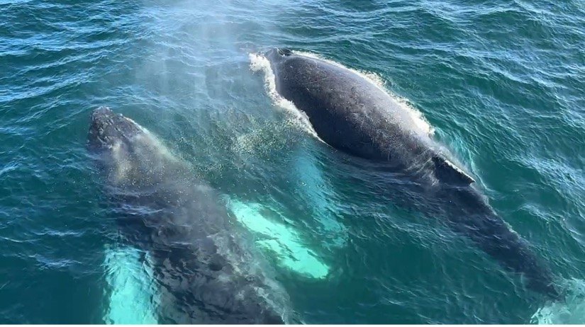 Mother and baby humpback whale swimming right alongside National Geographic Venture