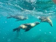 Sea lion colony resting on rocky islets at Los Islotes Baja