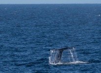 Whale tail spray and fluke dive in Baja California