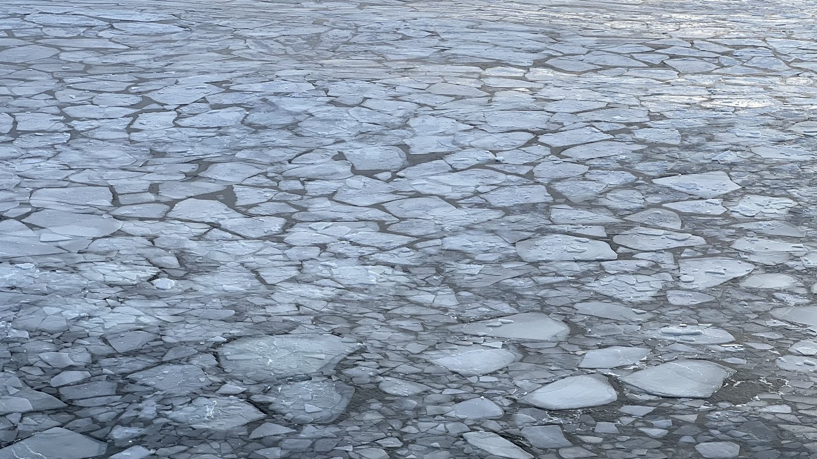 Geometric pancake ice formations drifting in the St. Lawrence River