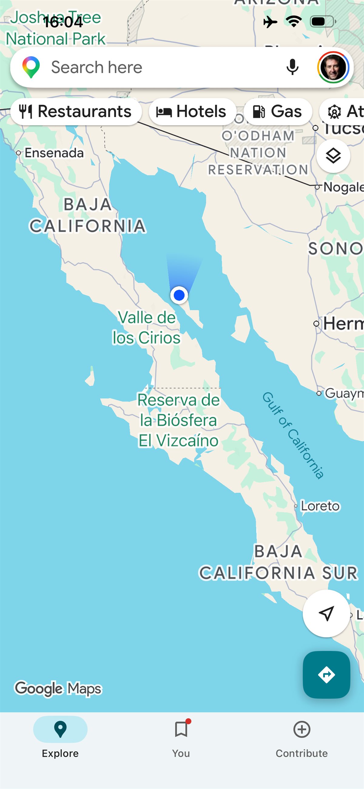Close-up of whale shark spotted pattern and dorsal fin in the Sea of Cortez