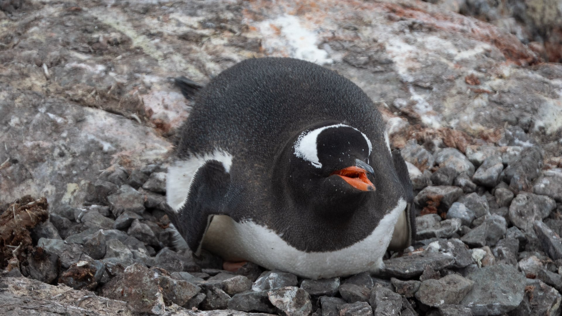 Curious Gentoo penguins greeting expedition guests at Brown Station Antarctica