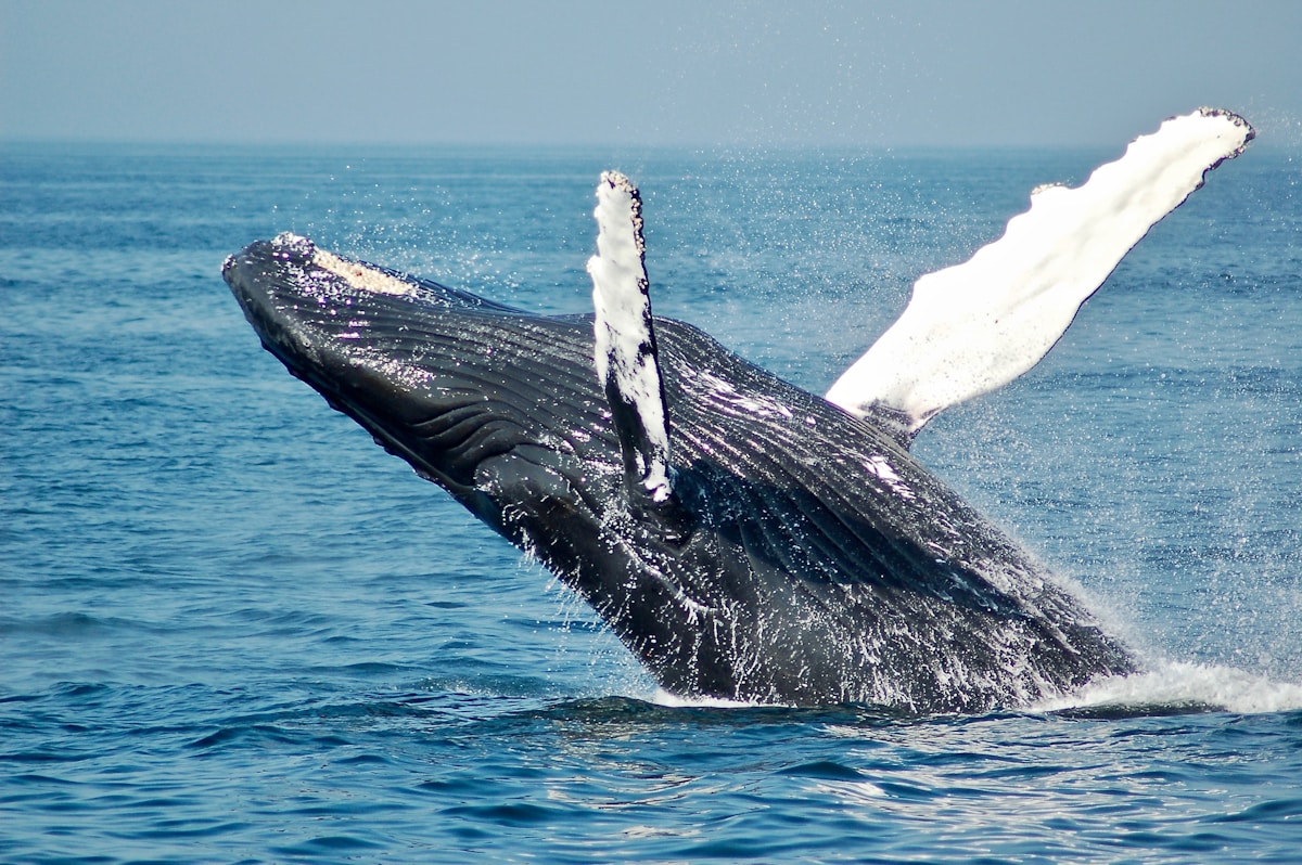 holland america canada new england cruises Travel Agents - Vetted and booked by the certified travel specialists at Vincent Vacations.