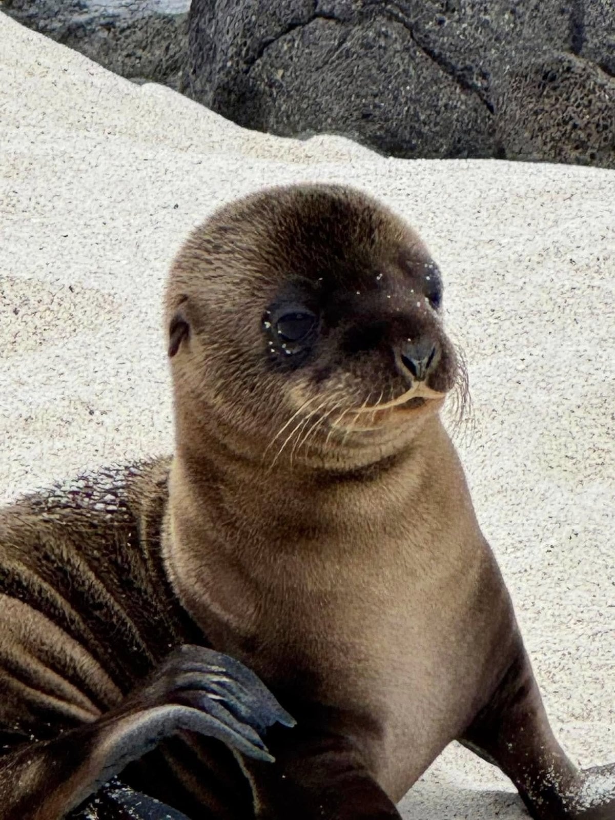 Adorable Galapagos sea lion pup looking at the camera on a white coral sand beach