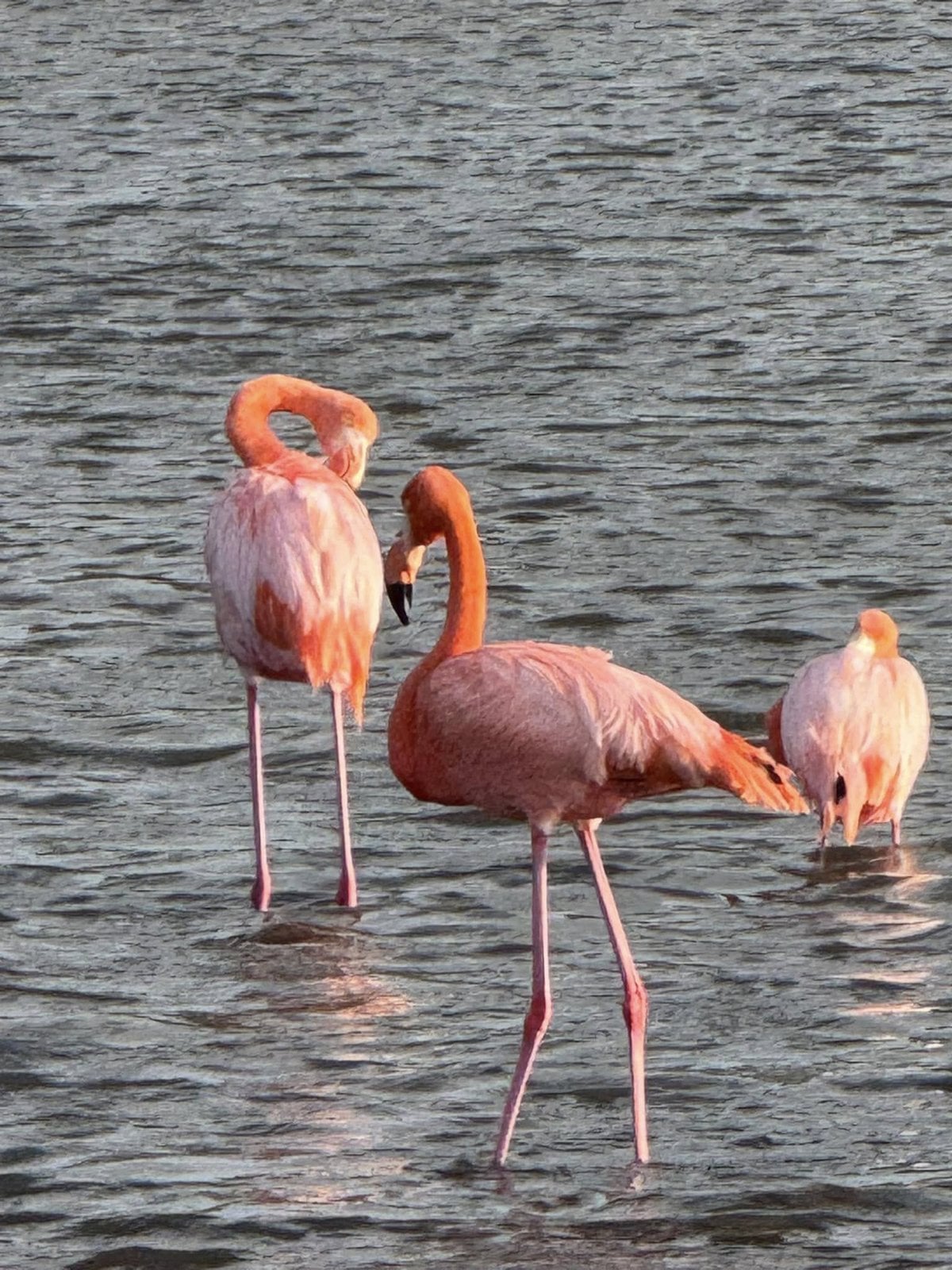 Vibrant pink American flamingos wading in a saltwater lagoon on Rabida Island Galapagos