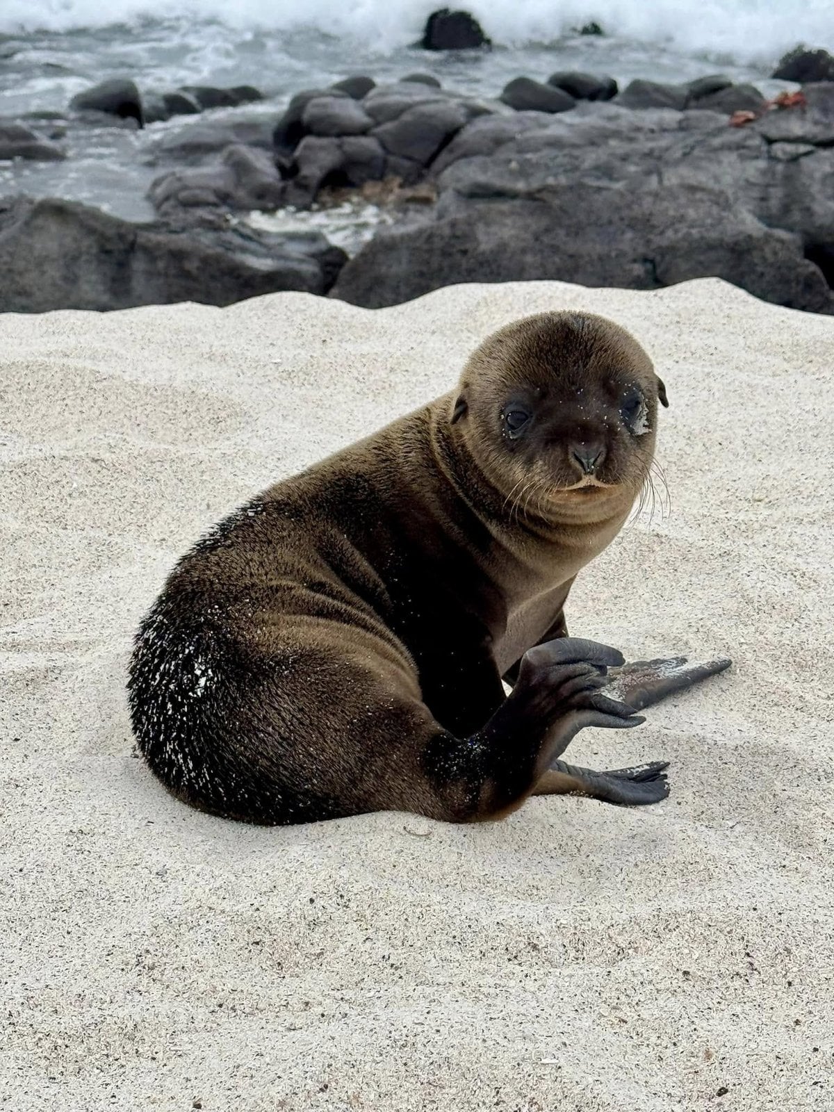 A sweet baby Galapagos sea lion pup posing on the soft coral sand